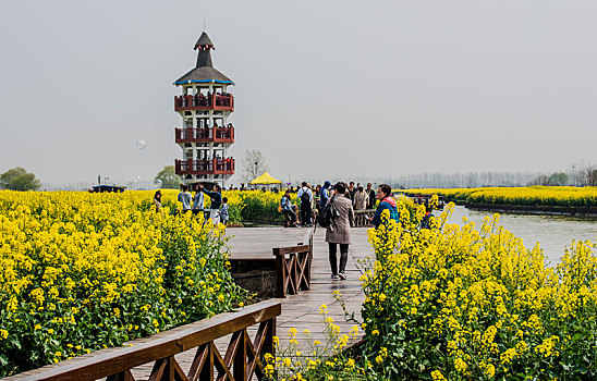 江苏,兴化,油菜花