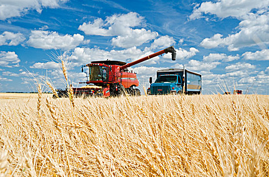 联合收割机,大麦,农场,卡车,停放,靠近,麦田,丰收,曼尼托巴,加拿大
