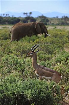 非洲,灌木,大象,非洲象,非洲瞪羚,瞪羚,长颈羚,萨布鲁国家公园,肯尼亚,东非