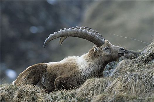 阿尔卑斯野山羊,羱羊,休息,奥地利