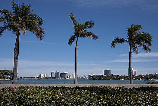棕榈树,海滩,迈阿密,佛罗里达,美国