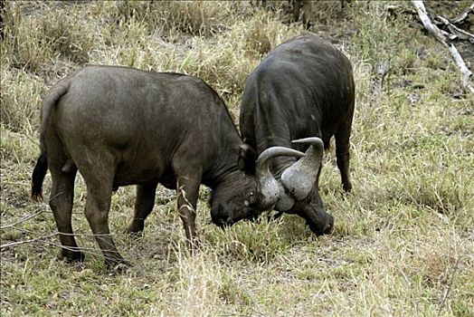 两个,非洲,水牛,南非水牛,非洲水牛,成年,争斗,南非