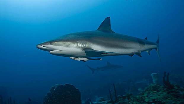 加勒比礁鲨,海湾群岛,洪都拉斯,中美洲