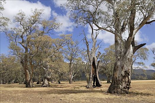 古老,桉树,河谷,梅尔罗斯,澳洲南部