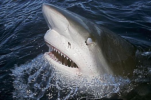 尼加拉瓜湖鲨图片