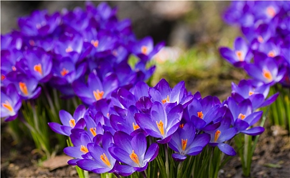 紫色,春天,藏红花,盛开,阳光