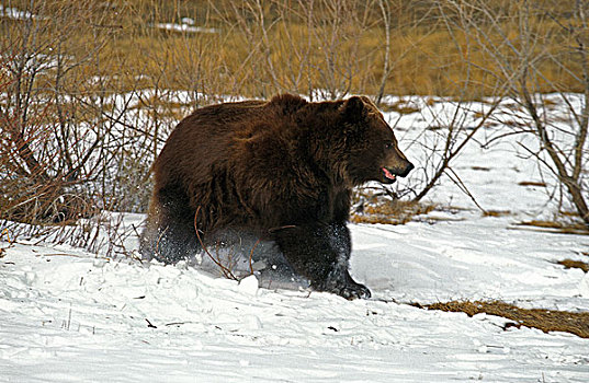 科迪亚克熊,棕熊,阿拉斯加