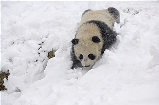 大熊猫,幼兽,玩雪,卧龙自然保护区,中国