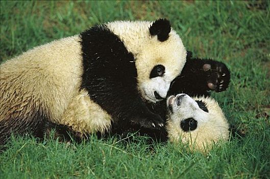 大熊猫,玩,成都,熊猫,饲养,研究中心,中国