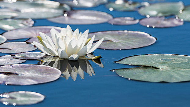 白色,莲花,镜子,蓝色,水塘,表面
