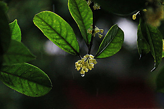 雨中桂花