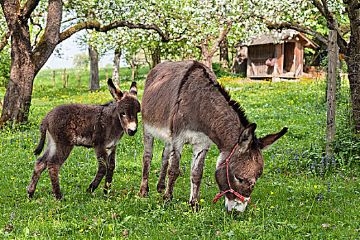驴,母亲,放牧,小马,果园,巴伐利亚,德国
