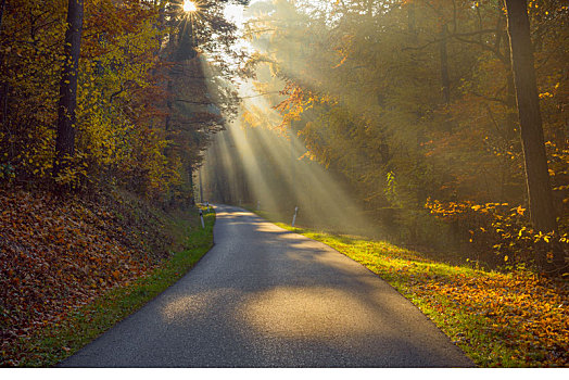 道路,彩色,树林,太阳,阳光,秋天,奥登瓦尔德,黑森州,德国