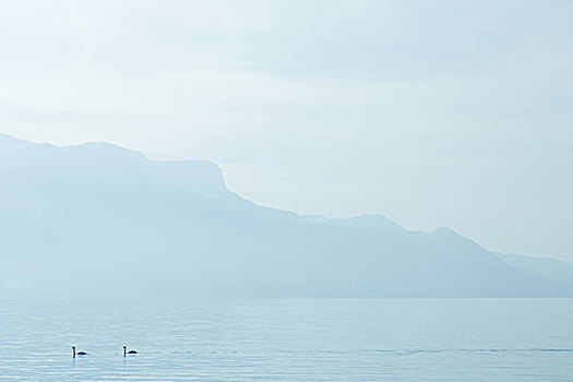 瑞士,天鹅,日内瓦湖