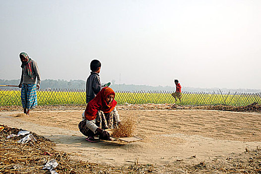 院子,弄干,稻田,乡村,孟加拉,一月,2008年