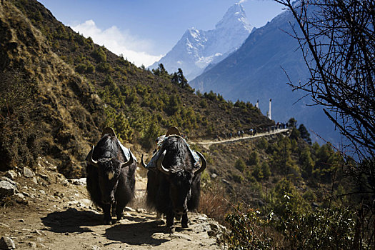 动物,山,尼泊尔