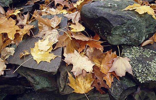 秋叶,岩石上,波科诺山,宾夕法尼亚,美国