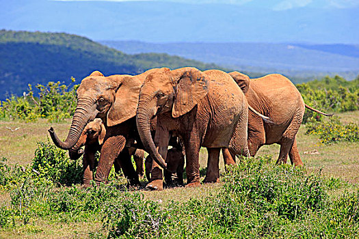非洲象,牧群,阿多大象国家公园,东开普省,南非,非洲