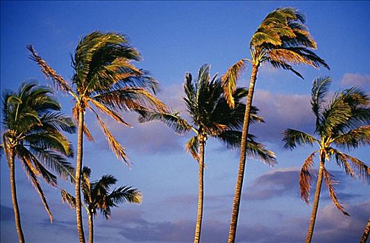 夏威夷,棕榈树,下午,亮光,蓝天