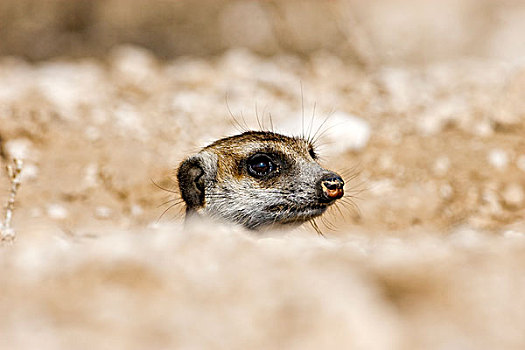 猫鼬,细尾獴属,粘住,头部,室外,洞穴,卡拉哈迪大羚羊国家公园,博茨瓦纳