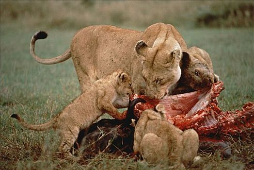 非洲狮,狮子,母兽,幼兽,南非水牛,非洲水牛,塞伦盖蒂国家公园,坦桑尼亚