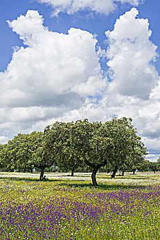 常绿栎树,花地,埃斯特雷马杜拉,西班牙,欧洲