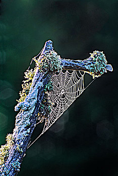 蜘蛛网,露珠,苔藓,遮盖,枝条,靠近,声音,安大略省