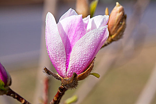 一朵紫色的玉兰花