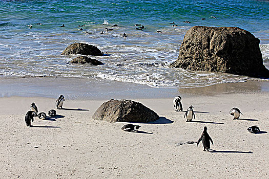 企鹅,非洲企鹅,黑脚企鹅,海滩,漂石,城镇,西海角,南非,非洲
