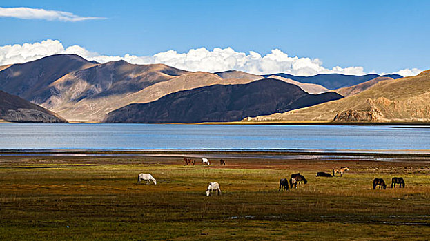 西藏圣湖羊卓雍错湖
