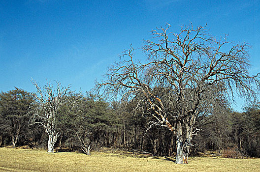 树,树林,万基国家公园,津巴布韦