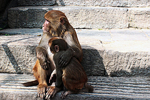 猴子猴庙母子猴依偎尼泊尔