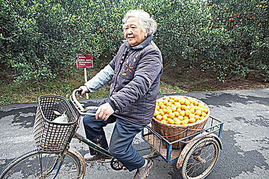 浙江台州蹬三轮车卖桔子的妇人
