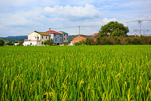 稻田,水稻,房子,民居,村庄,家园