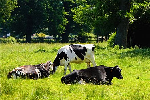 母牛,地点,卢瓦尔河谷,法国