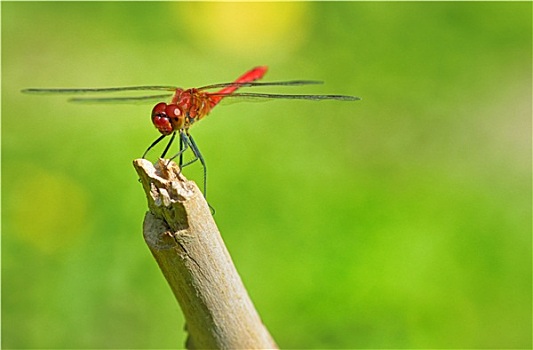 红色,蜻蜓,坐,细枝