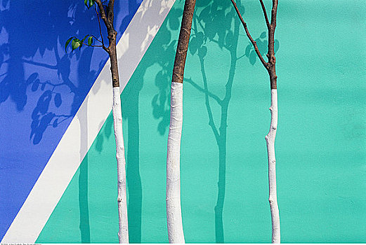 墙壁彩绘,树,巴西