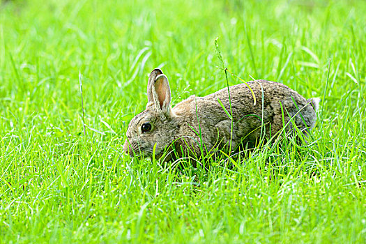 驯服,兔子,兔豚鼠属,草地,侧面视角,跑