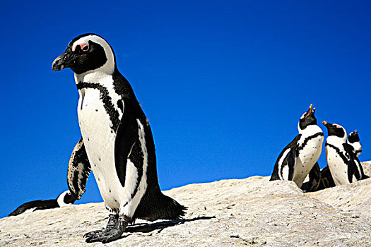 非洲企鹅,黑脚企鹅,濒危物种,漂石,海滩,开普敦,南非