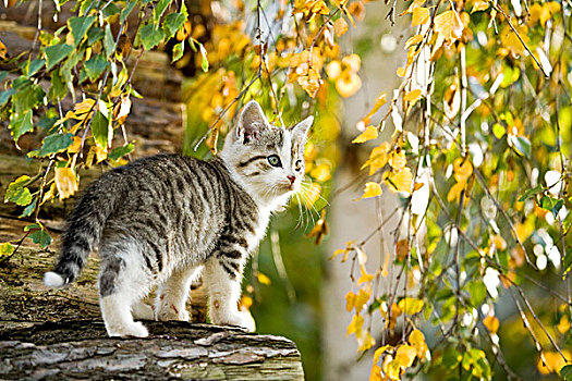 家猫,小猫,原木