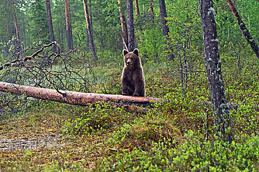 棕熊,树干,北方,卡瑞里亚,芬兰,欧洲