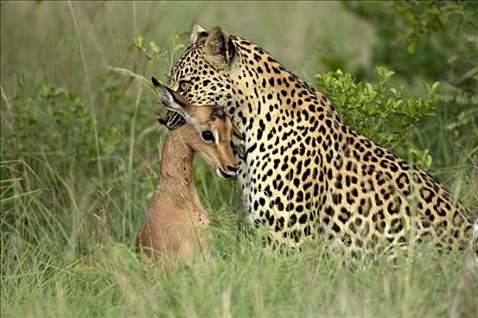 豹,女性,成年,捕食,南非