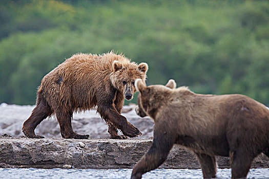 棕熊,竞争者,堪察加半岛,俄罗斯,欧洲