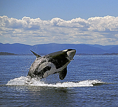 鲸,逆戟鲸,鲸跃,夏天,加拿大,美国