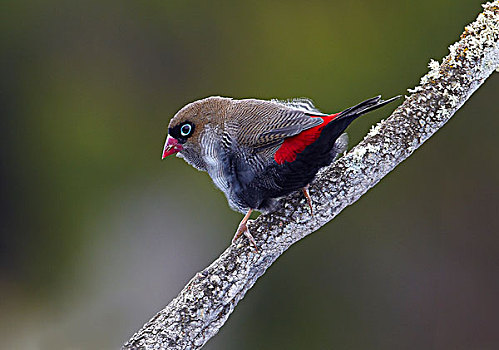 漂亮,雀,塔斯马尼亚,澳大利亚