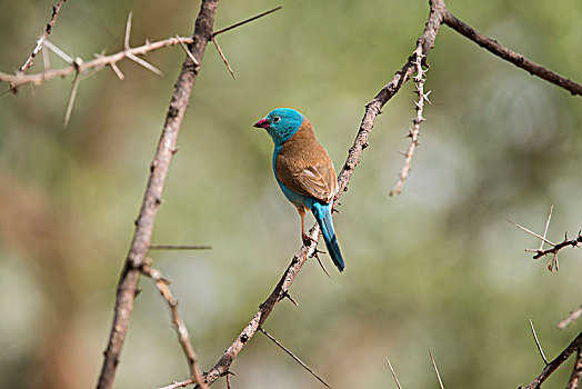 雄性,栖息,多刺,枝条,塔兰吉雷国家公园,坦桑尼亚