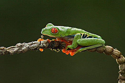 红眼树蛙,栖息,枝条,哥斯达黎加