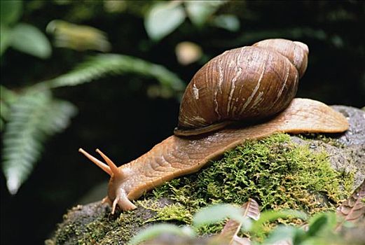 蜗牛,树林,河谷,厄瓜多尔