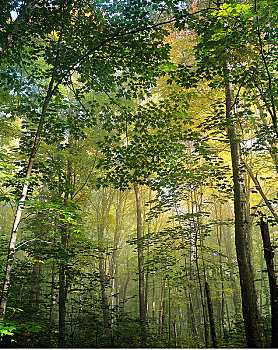 树,树林,莫里斯,国家公园,魁北克,加拿大