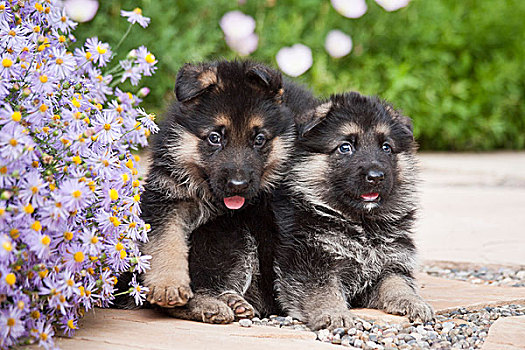两个,德国牧羊犬,小狗,坐,靠近,紫色,雏菊,花园,道路